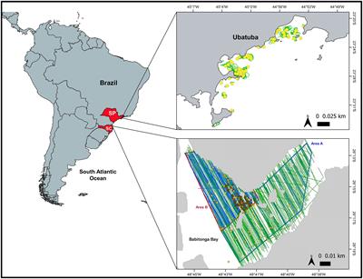 Assessing bias in aerial surveys for cetaceans: Results from experiments conducted with the franciscana dolphin